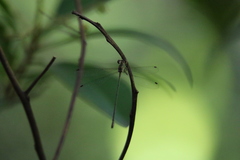 Lestes tenuatus