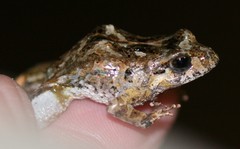 Crinia pseudinsignifera