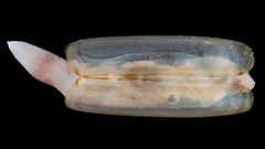 Solen viridis