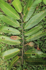 Virola macrocarpa