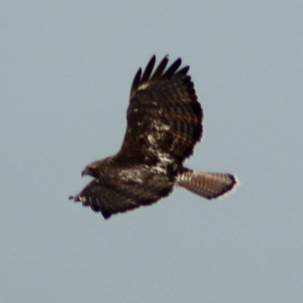 Red-tailed Hawk