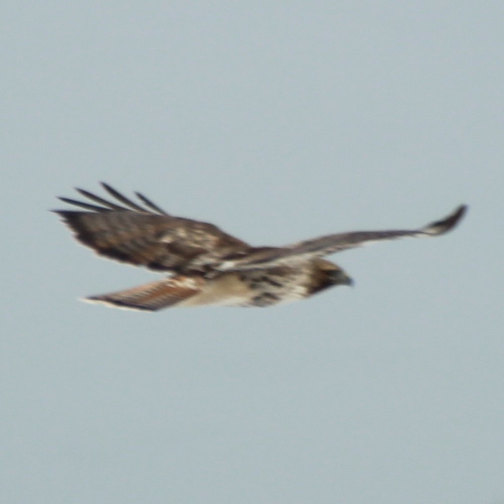 Red-tailed Hawk
