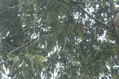 Virola macrocarpa
