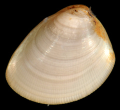 Nucula proxima