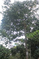 Virola macrocarpa