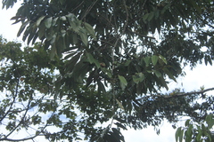 Virola macrocarpa