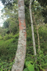 Virola macrocarpa