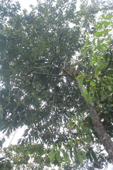 Virola macrocarpa