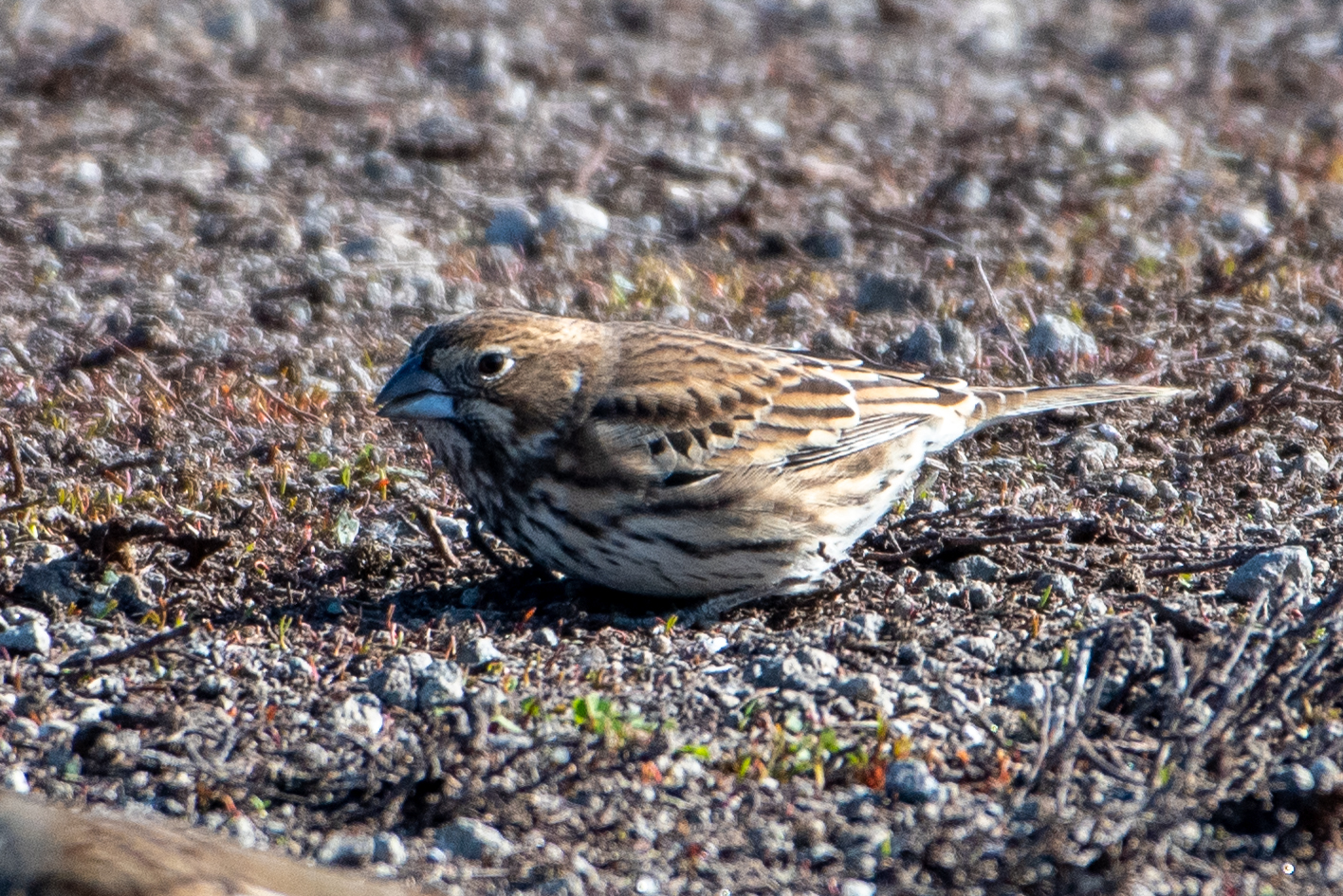 Lark Bunting illustration