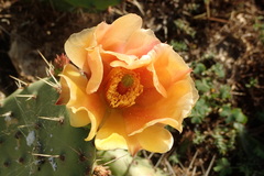Opuntia