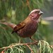 Dark-rumped Rosefinch - Photo (c) Markus  Lilje, some rights reserved (CC BY-NC-ND), uploaded by Markus  Lilje