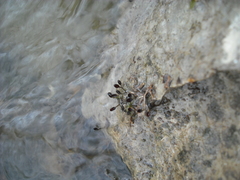Podostemum ceratophyllum