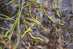 Brownseya serpentina