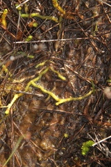 Brownseya serpentina