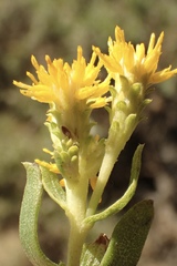 Isocoma menziesii