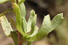 Isocoma menziesii