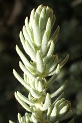 Suaeda taxifolia