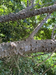 Zanthoxylum schreberi