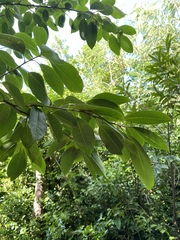 Zanthoxylum schreberi