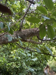 Zanthoxylum schreberi