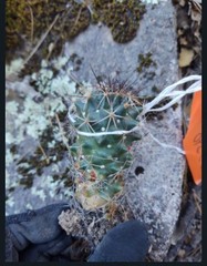 Coryphantha octacantha