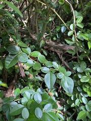 Triphasia trifolia