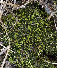 Weissia brachycarpa