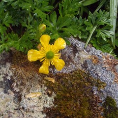 Ranunculus sericophyllus