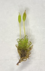 Weissia brachycarpa