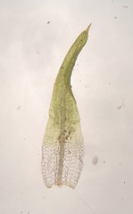 Weissia brachycarpa