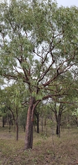 Corymbia erythrophloia