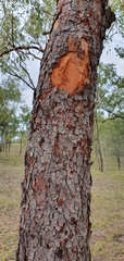 Corymbia erythrophloia