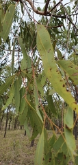 Corymbia erythrophloia