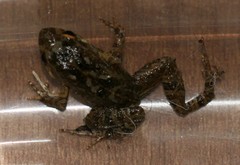 Crinia pseudinsignifera