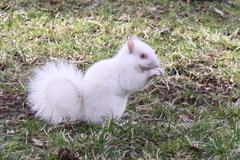 Sciurus carolinensis