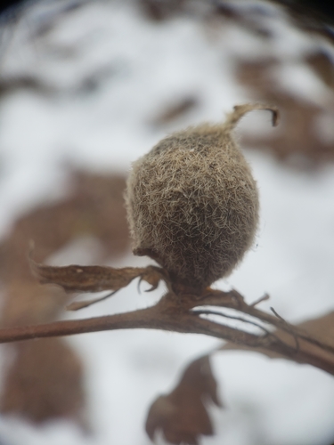 Cinquefoil bud gall wasp photo 4
