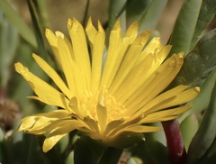 Malephora lutea