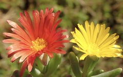 Malephora lutea