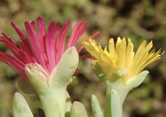 Malephora lutea