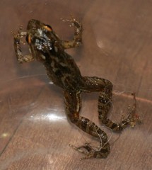 Crinia pseudinsignifera