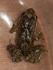 Crinia pseudinsignifera