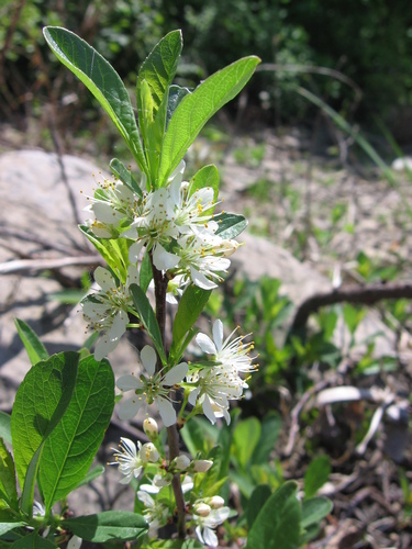 sand cherry