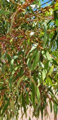 Eucalyptus porosa