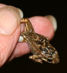 Crinia pseudinsignifera