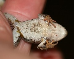 Crinia pseudinsignifera