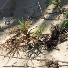 Cyperus pedunculatus