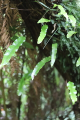 Microsorum pustulatum pustulatum