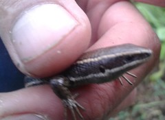 Pholidobolus montium