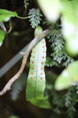 Microsorum pustulatum pustulatum