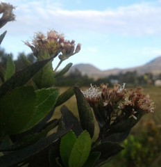Ageratina pseudochilca